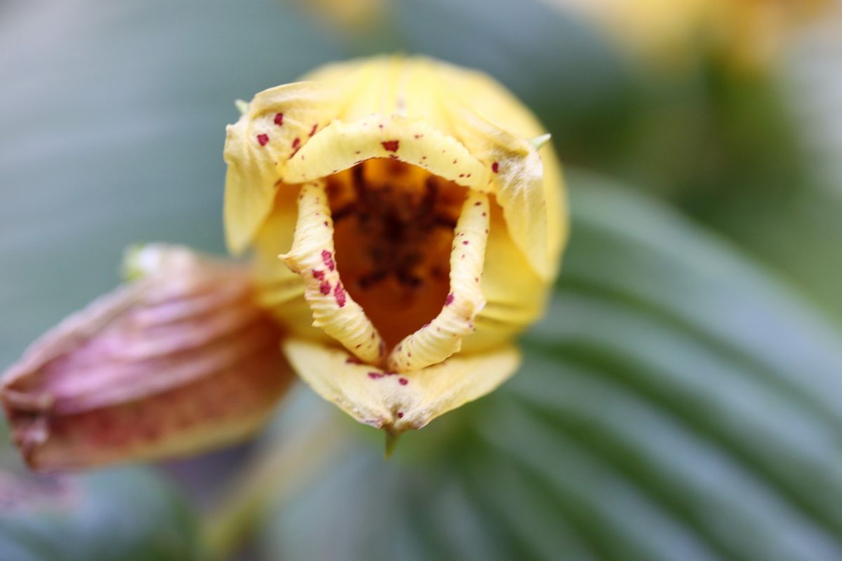 意地悪だろうか～花の終わり！