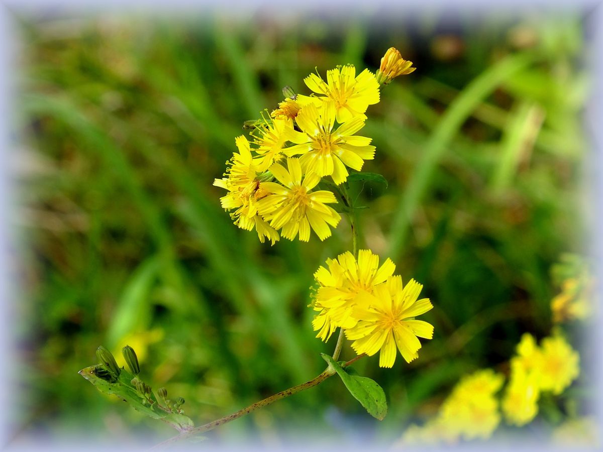 庭の野の花