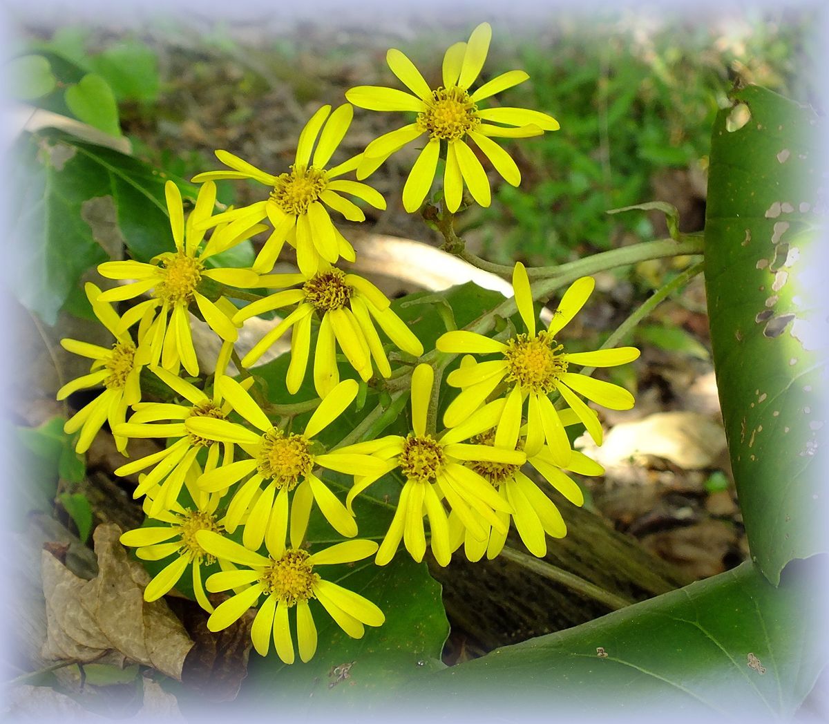 庭の野の花