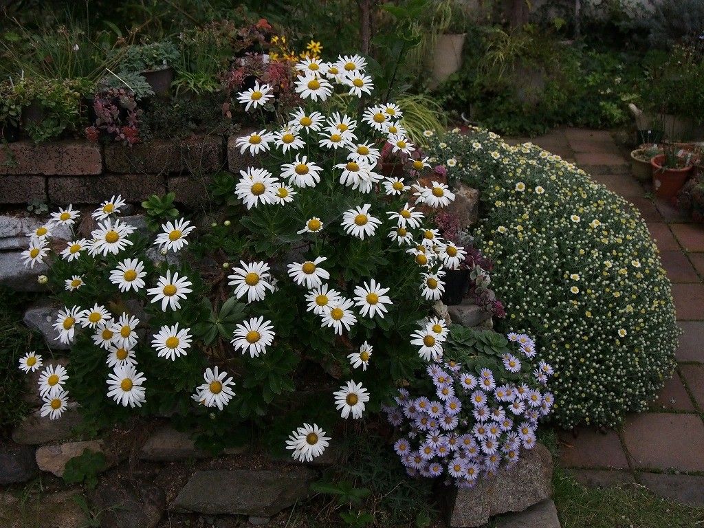 秋の野菊