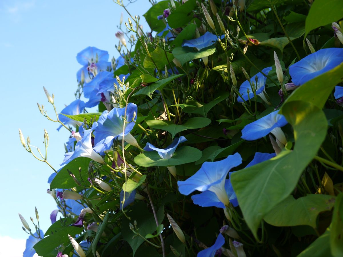 京都府立植物園