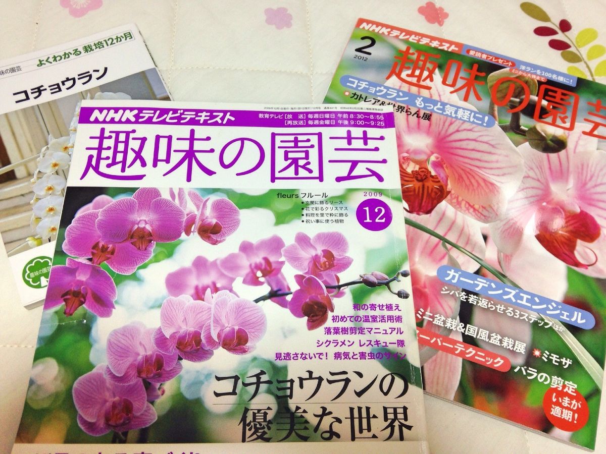 コチョウランの植え替え