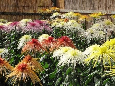 綺麗な花よ菊の花～♪