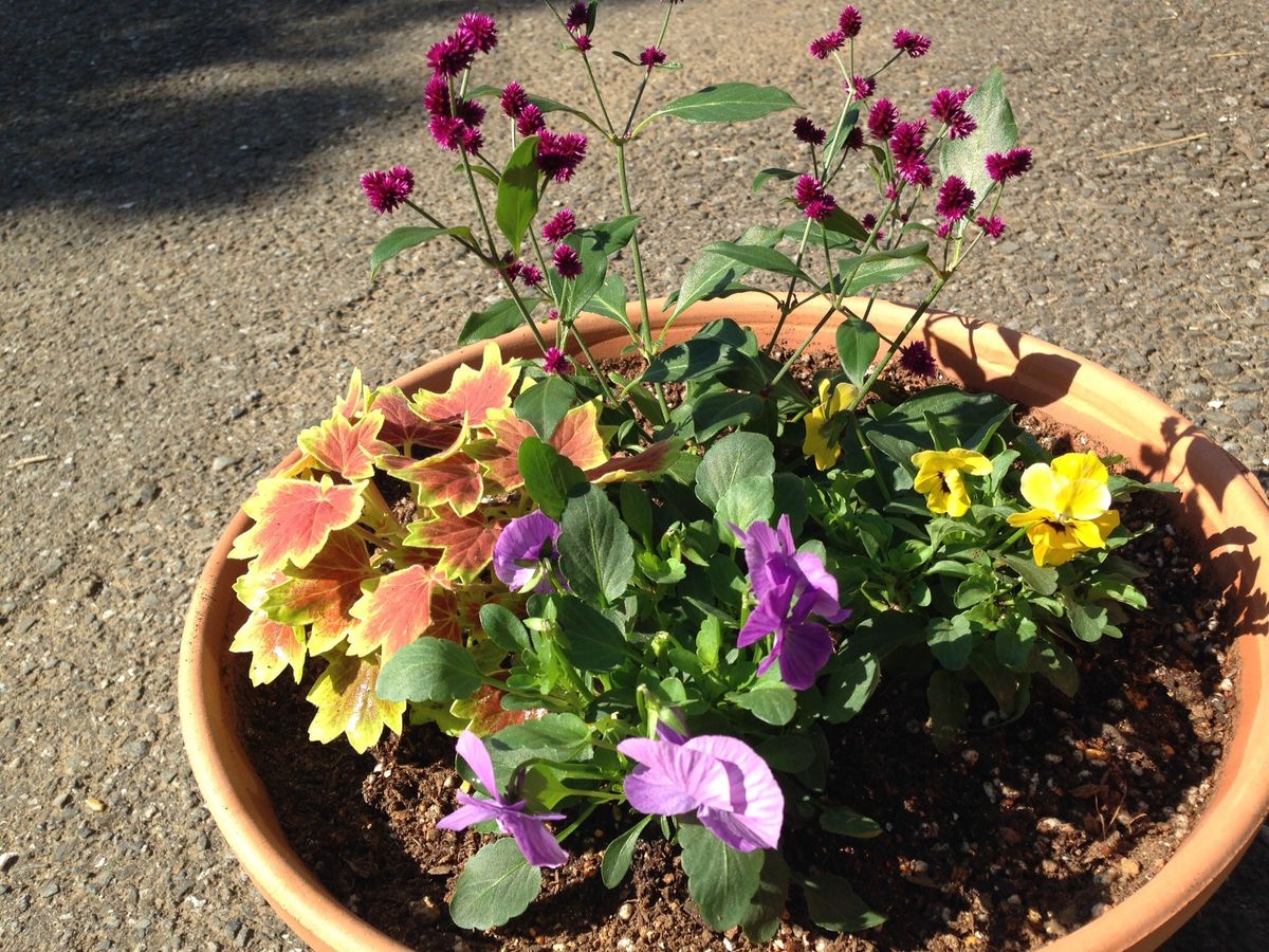 山茶花の季節です