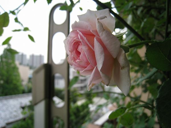 真夏に咲いたバラ