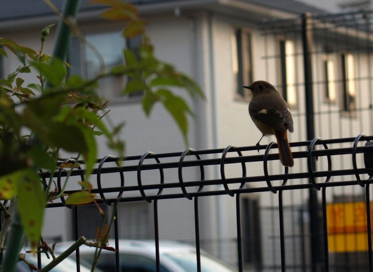 秋を信じた日に…