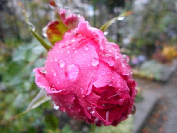 今日の薔薇。