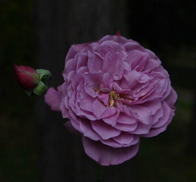 薔薇もラストが咲きました。