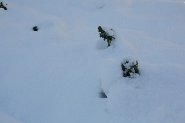 積雪は