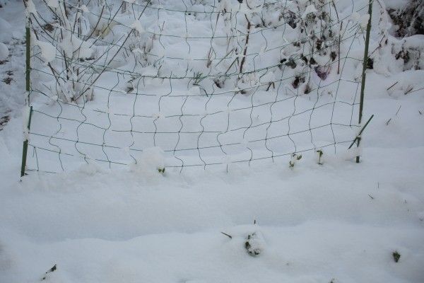 積雪は