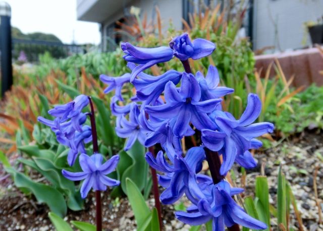 植えっぱなし組、開花。