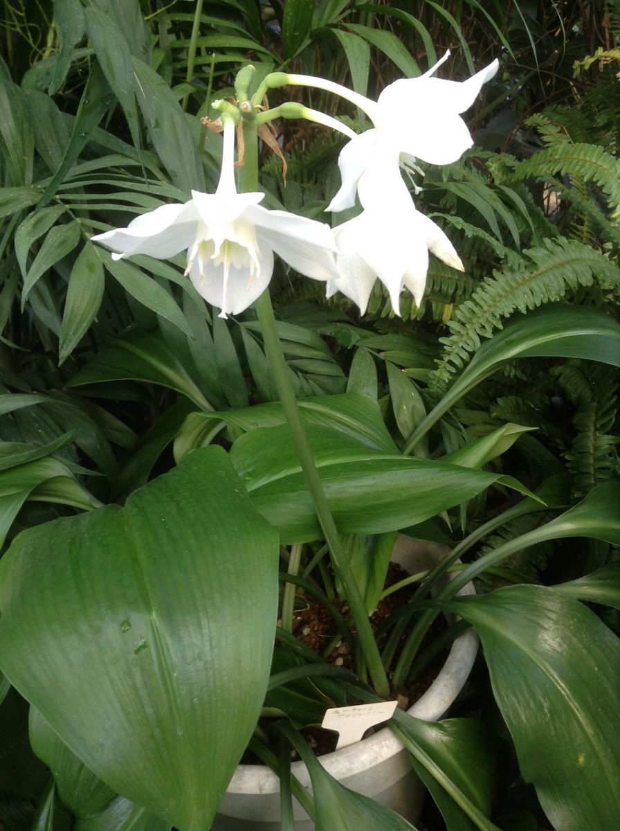 欄は、お好きですか？  花の丘公園にて、