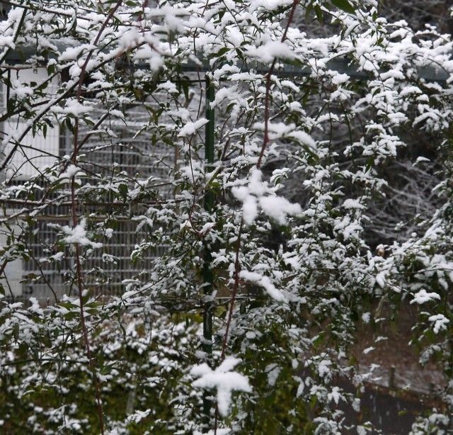 大和「ヘッコロ谷」密売所も初雪＾＾：