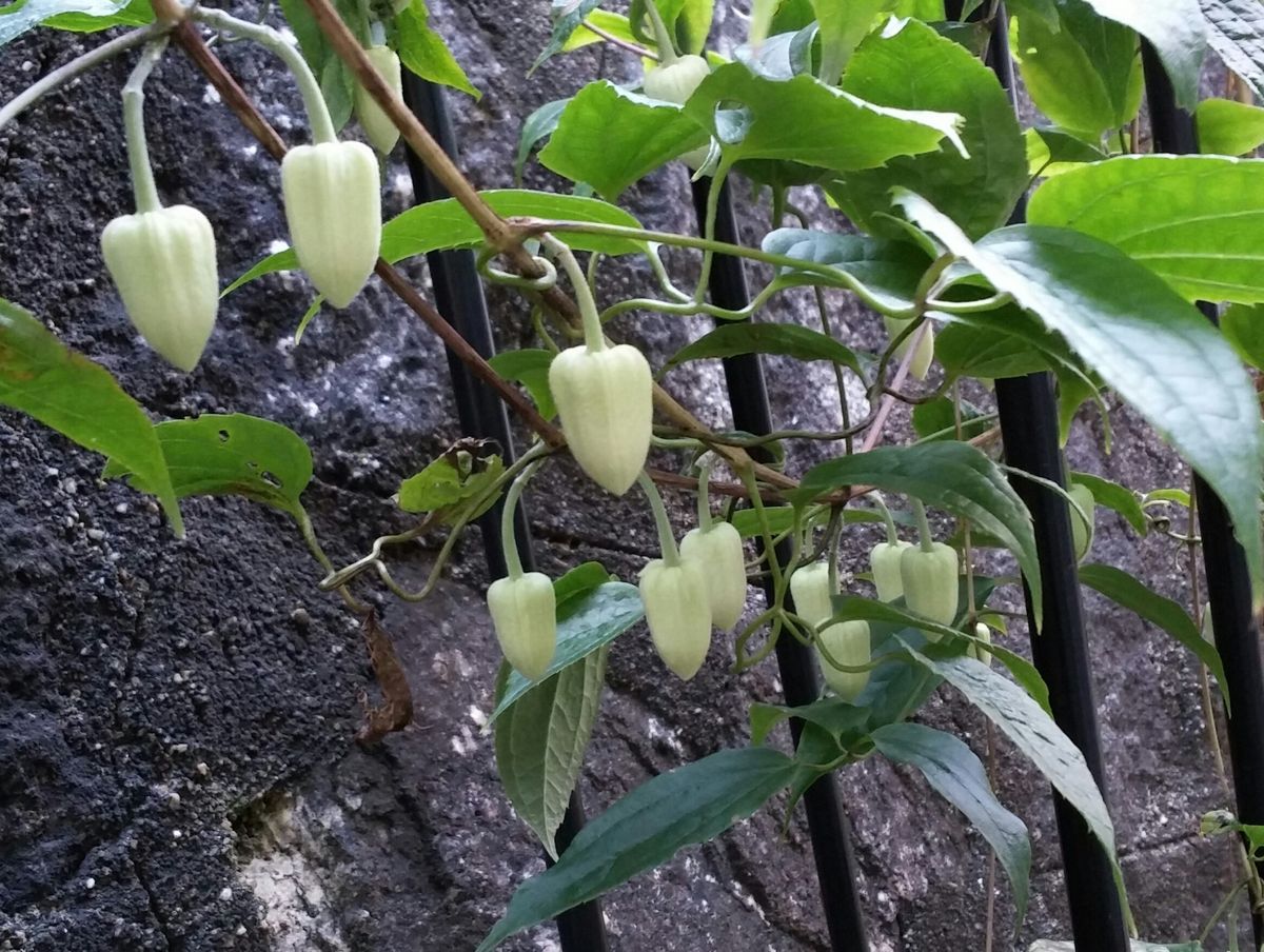 雪が溶けたら…🌱