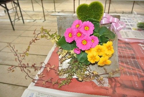 ブロカント的なカンカンに植えつけておりました。