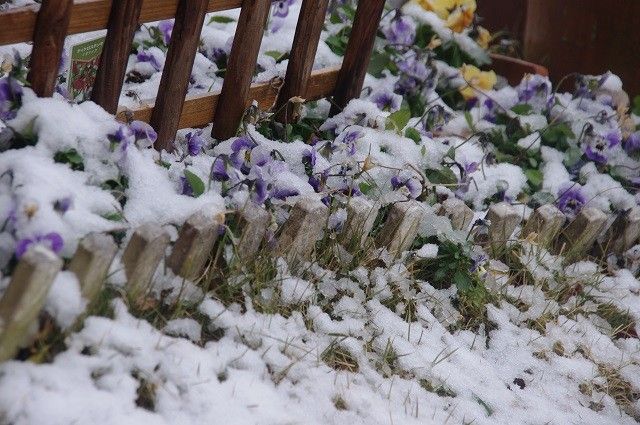 この冬初の雪景色