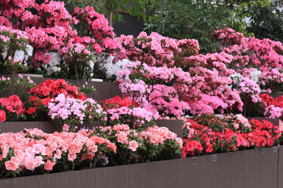 植物園に行こう～新潟県立植物園！