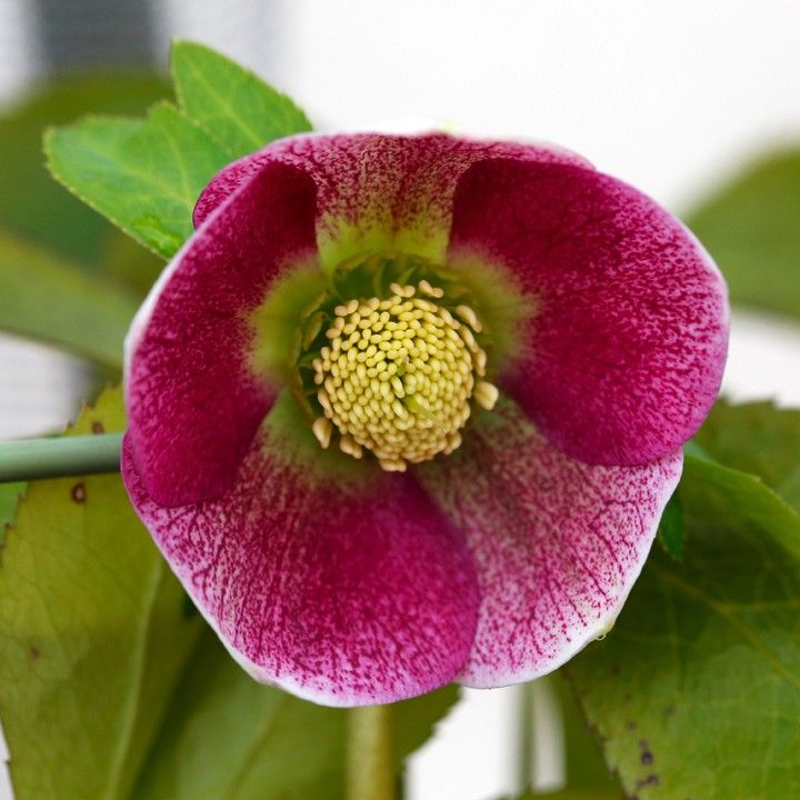 Helleborus x hybridus