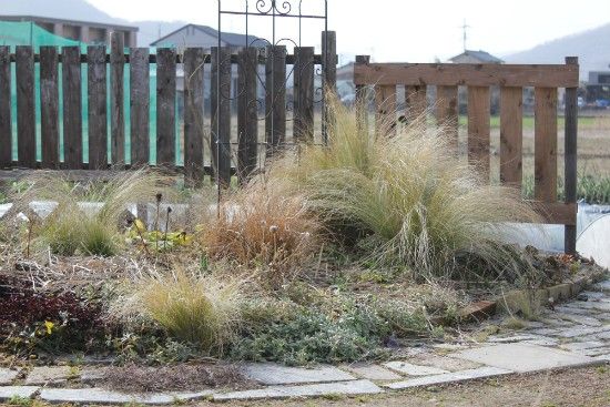 ２月の荒れ地ガーデン