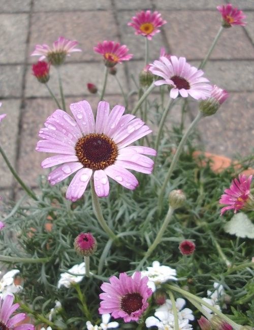 春用の寄せ植え