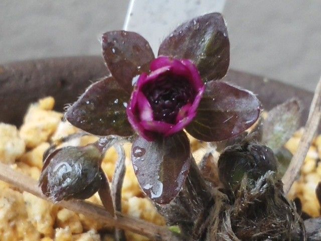 三段咲き雪割草の開花