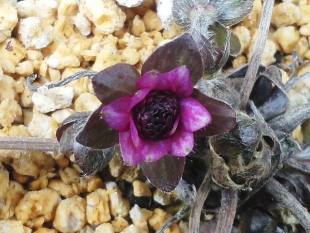 三段咲き雪割草の花