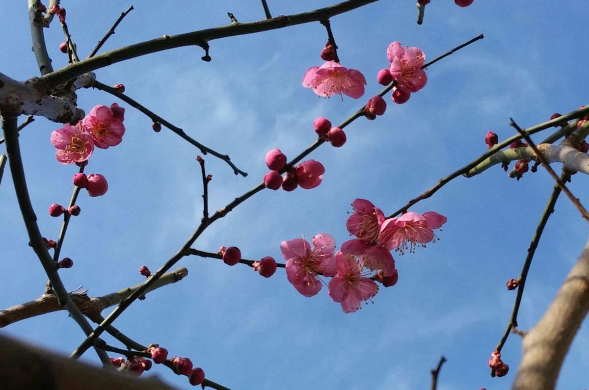 お庭で梅ちゃんお花見