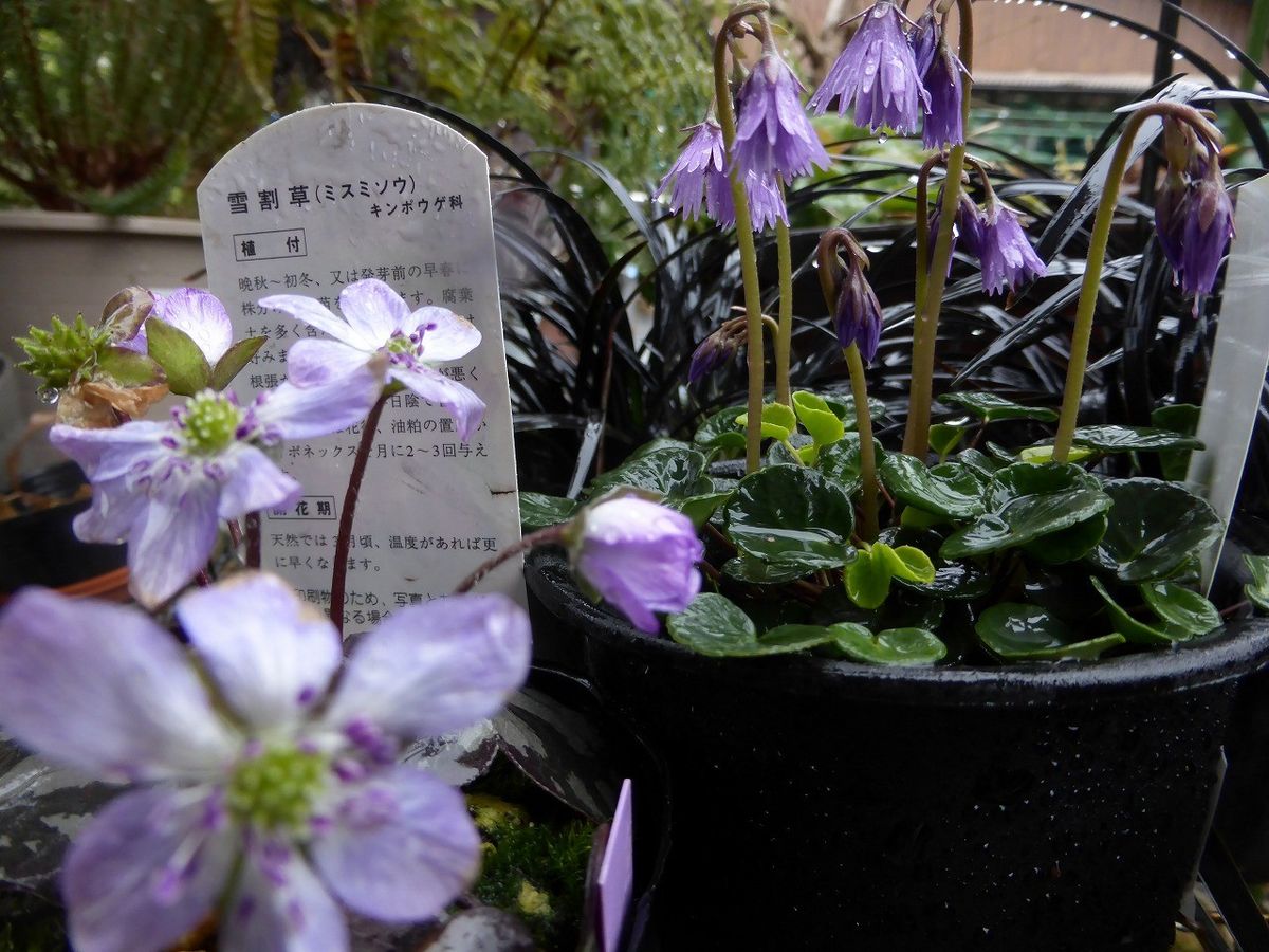 木瓜の花と山野草。