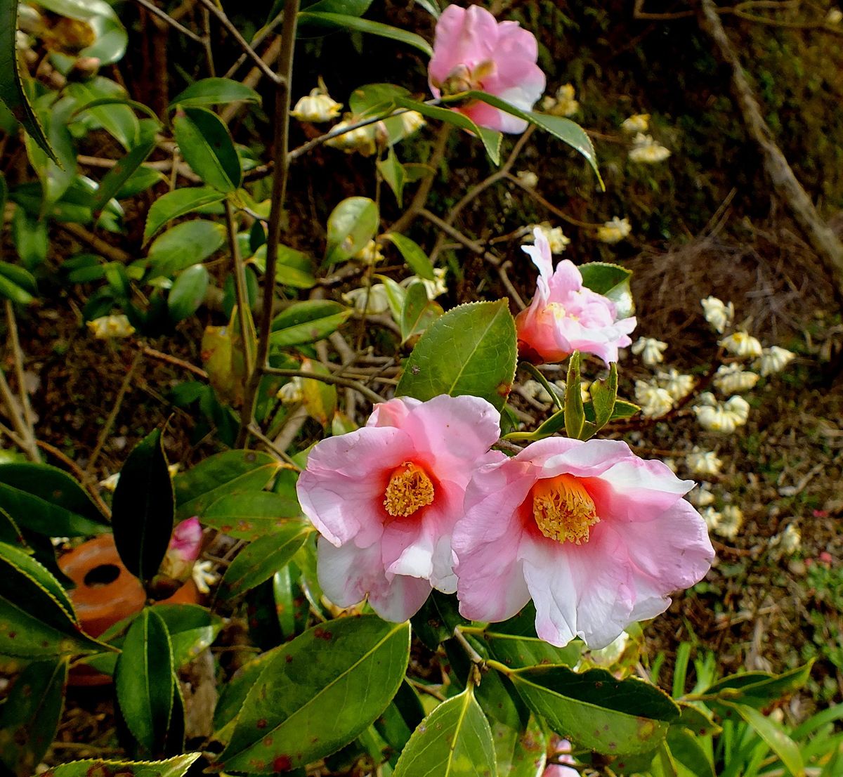 庭の花3/4