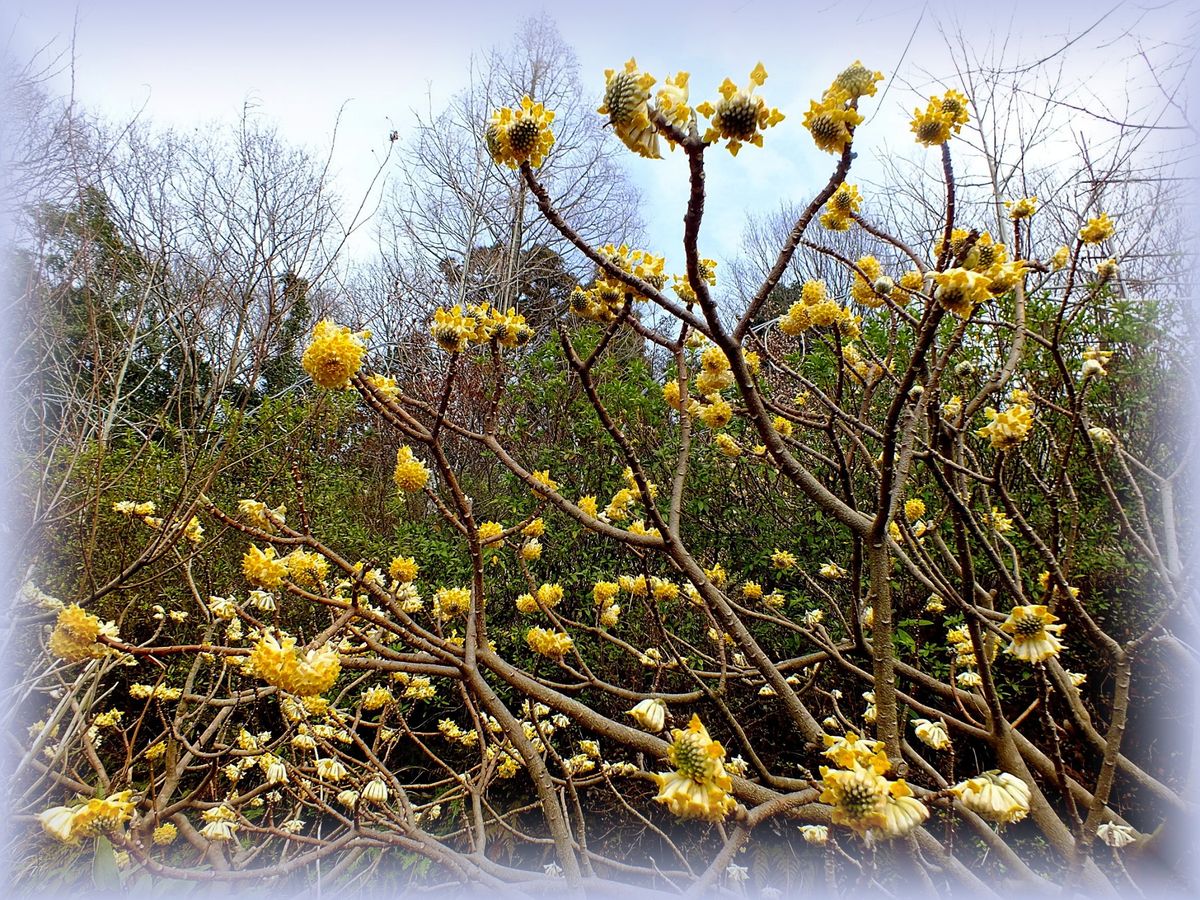 庭の黄色の花