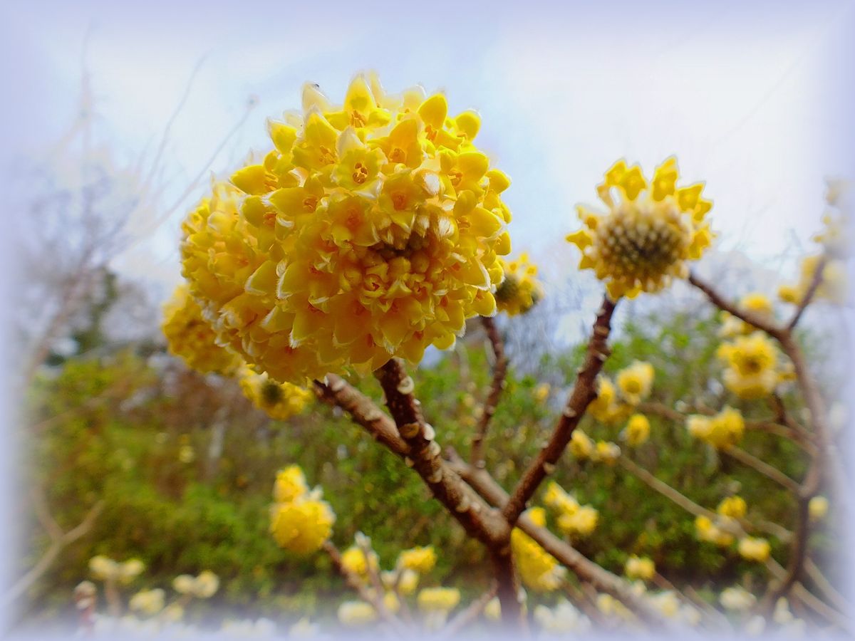 庭の黄色の花