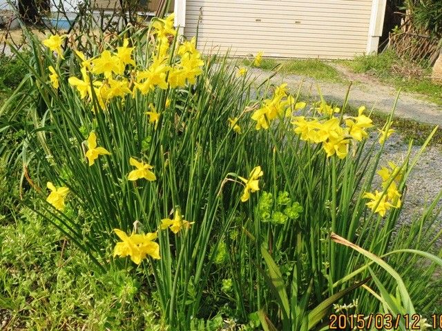 春の草花の彩り