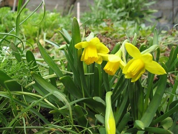 ハーデンベルギア紫開花とりぼんガーデン