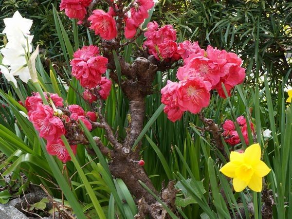 花桃と水仙