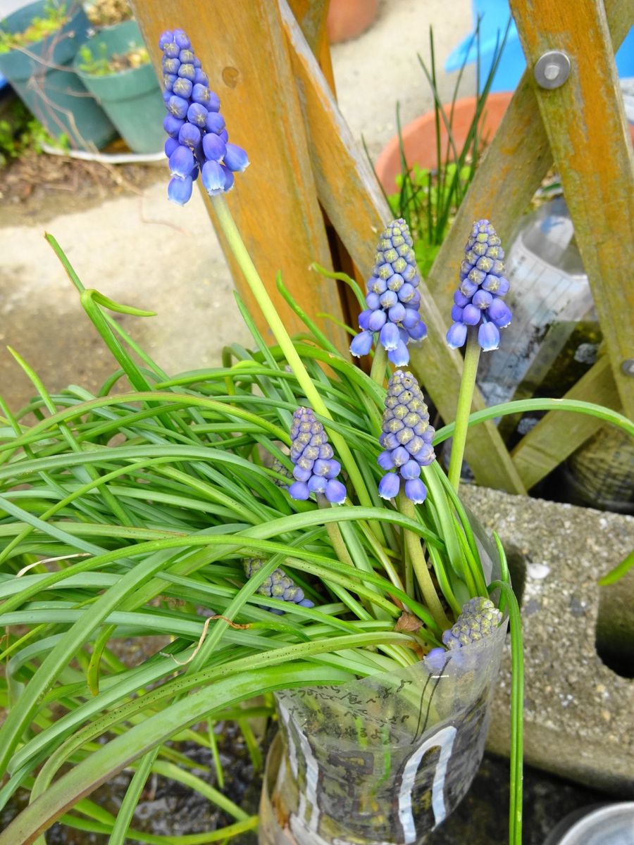 春の園芸スタート[i:146]