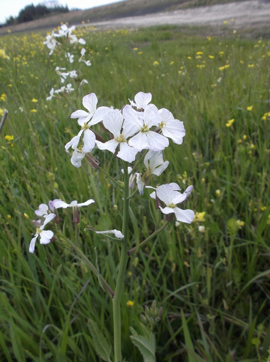 菜の花の中に咲く白い花。