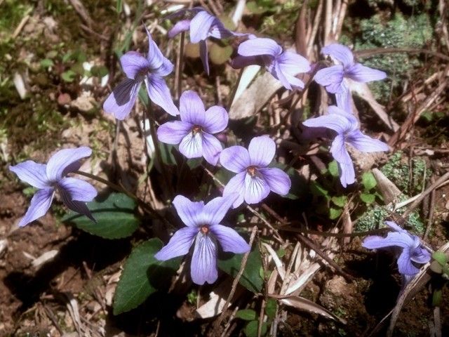 野山の花