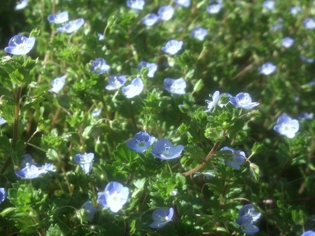 野山の花