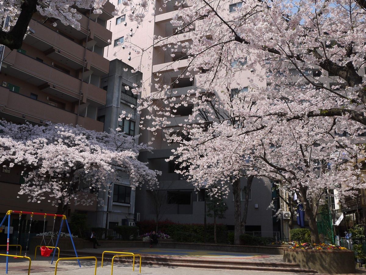 東京桜だより　その２