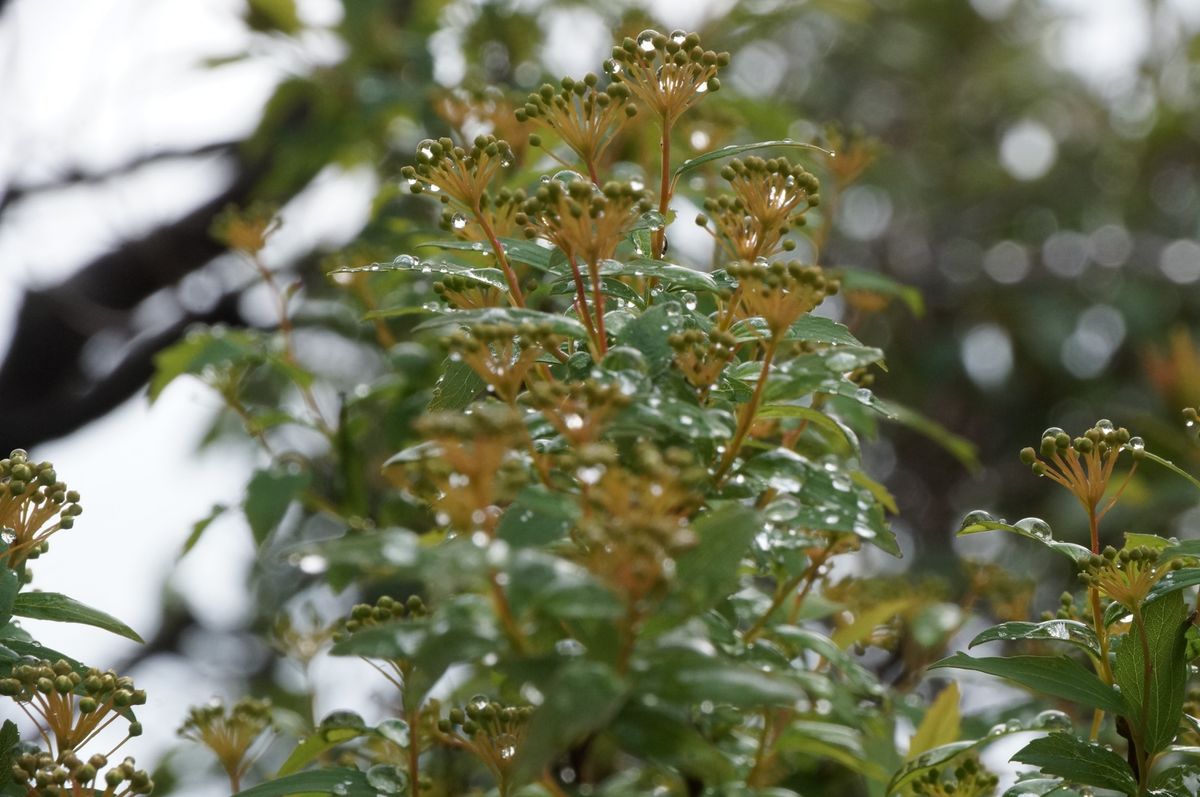 我が家の庭　（水玉が綺麗）