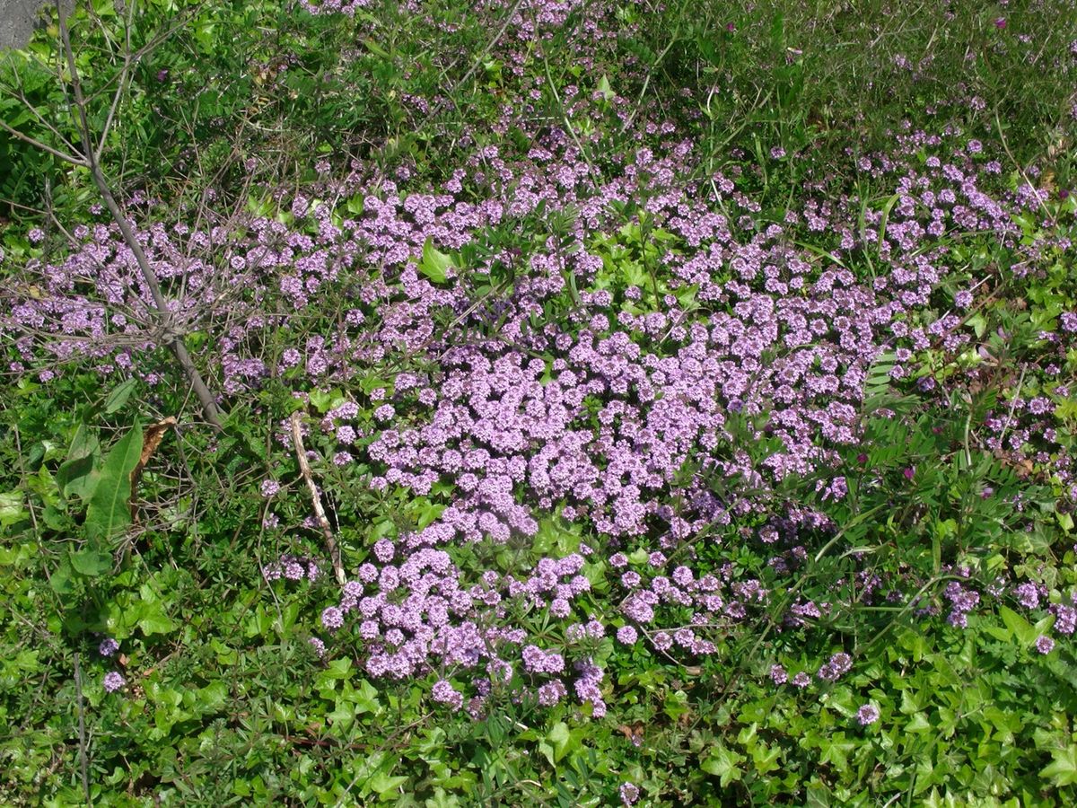 地味に満開