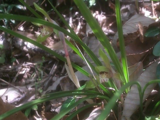 野山の花②