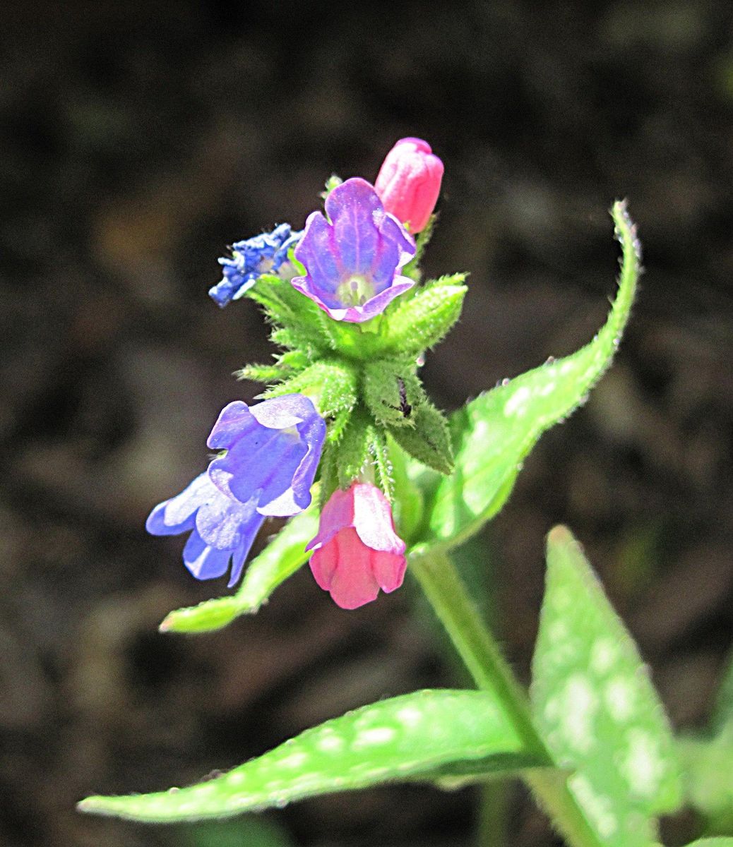 プルモナリアの葉と花