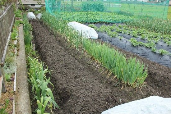 夏野菜の畝を作るのだ