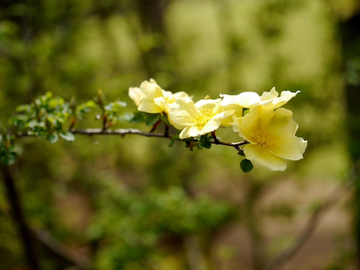 春は黄色から。。