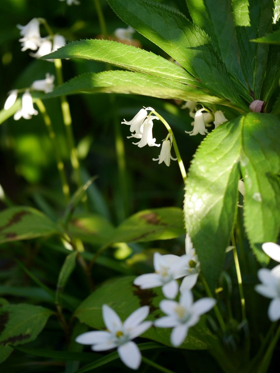 偶然の白い花