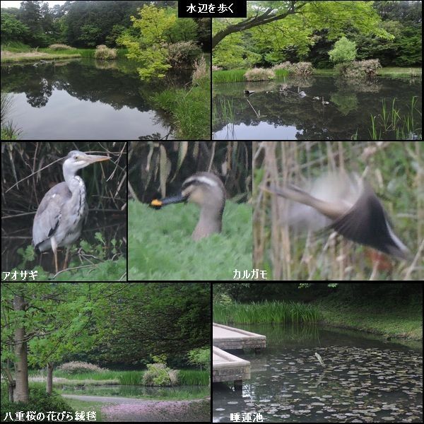 教えて野鳥の名前。ウォーキングMS③82日目