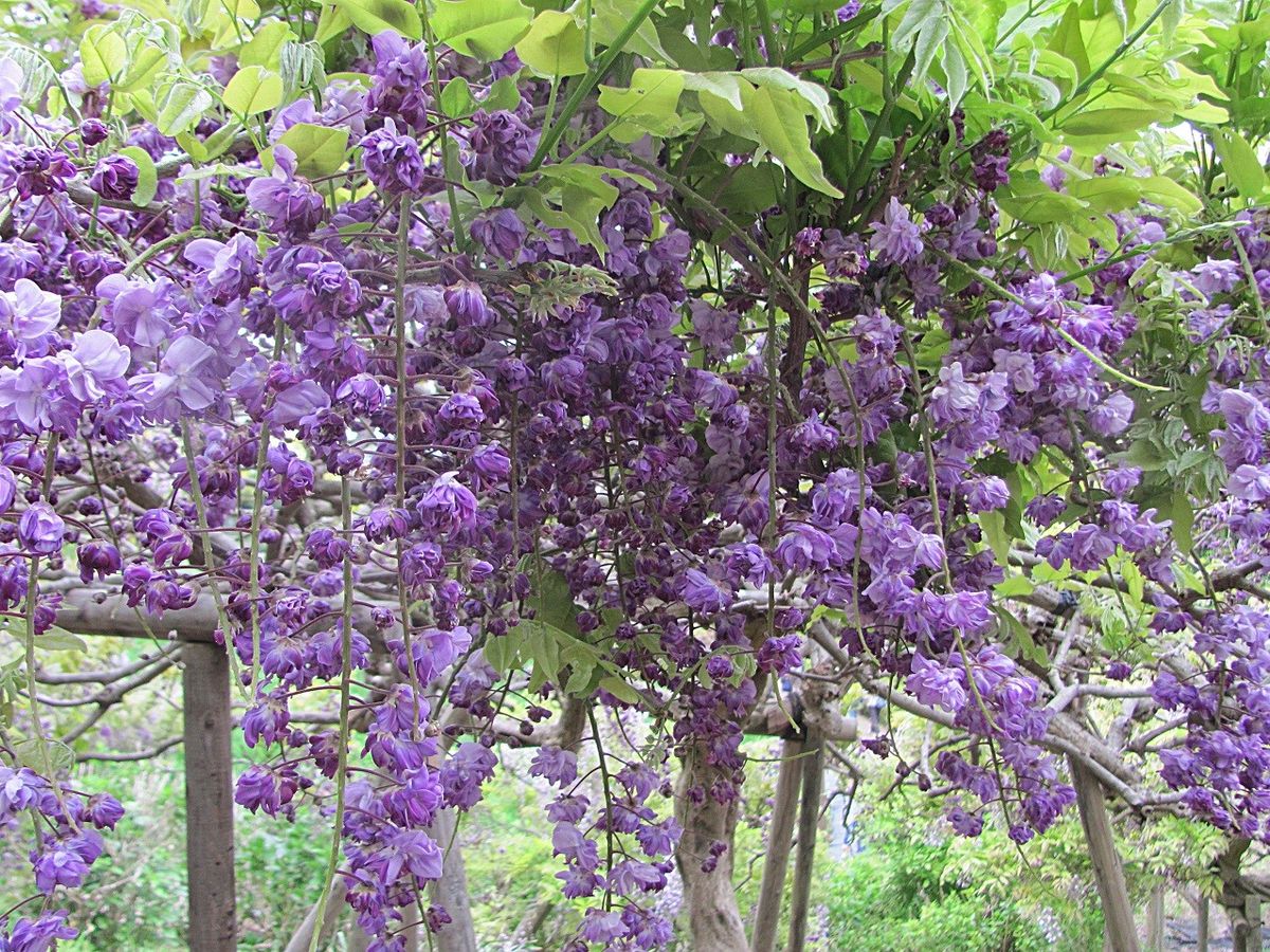 藤の花を見に　②