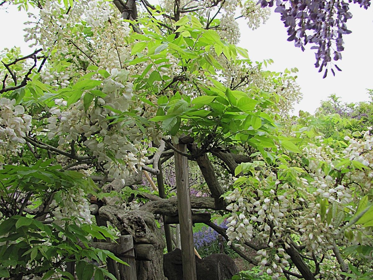 藤の花を見に　②