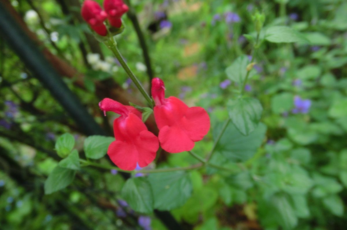 いろいろなお花たち